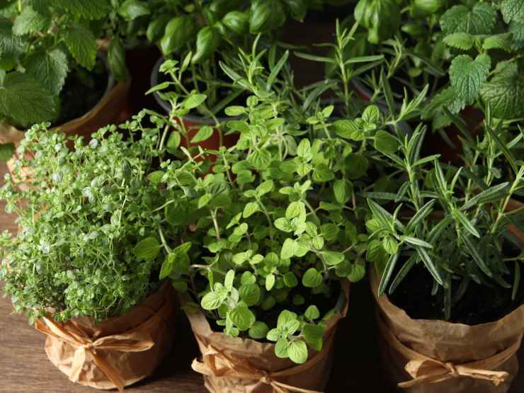 piante di erbe aromatiche in sacchetti 