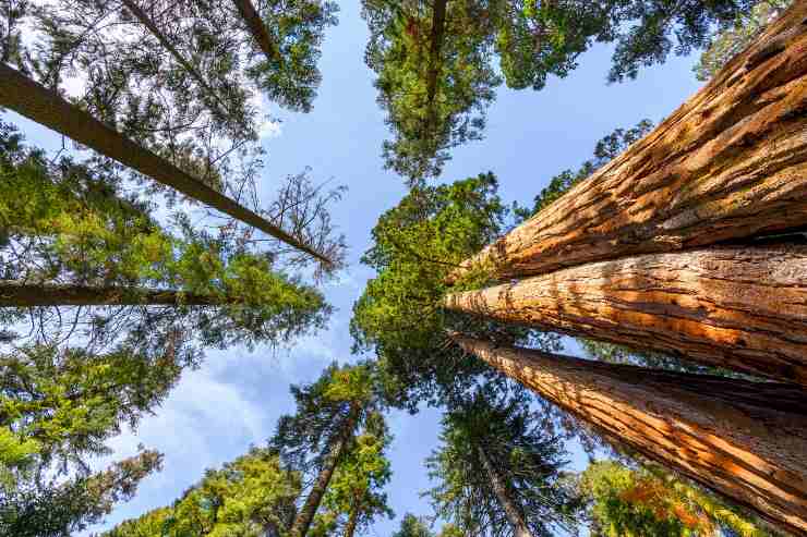 Il cielo con la prospettiva dal bosco