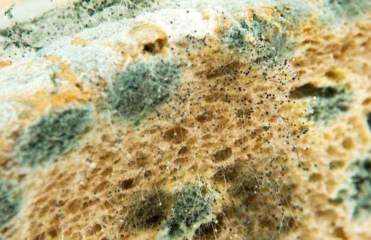 Alimento pieno di muffa