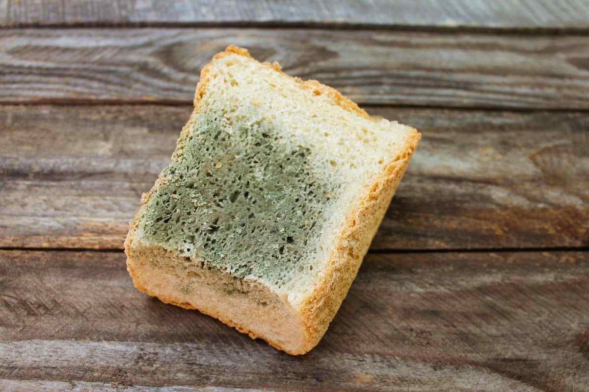 Pane pieno di muffa