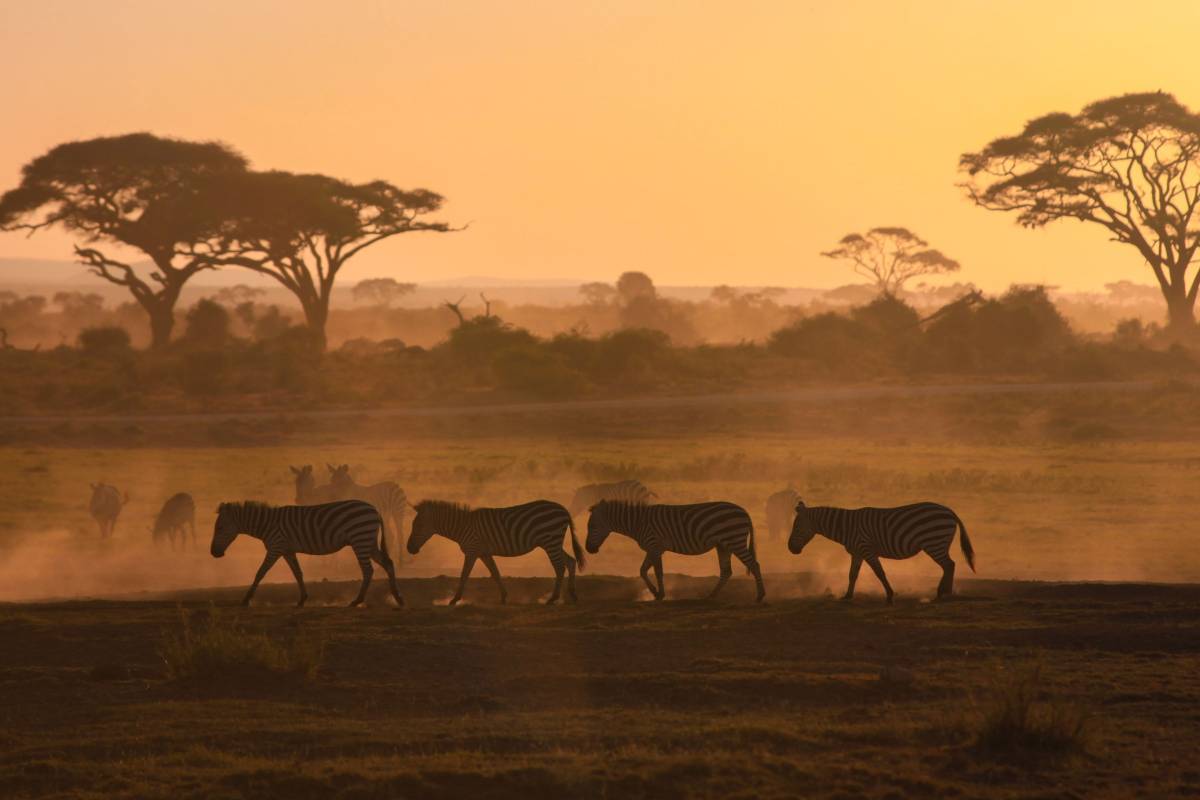 Paesaggio da safari in Africa con le zebre