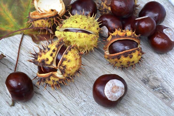 castagne matte dentro e fuori dai ricci