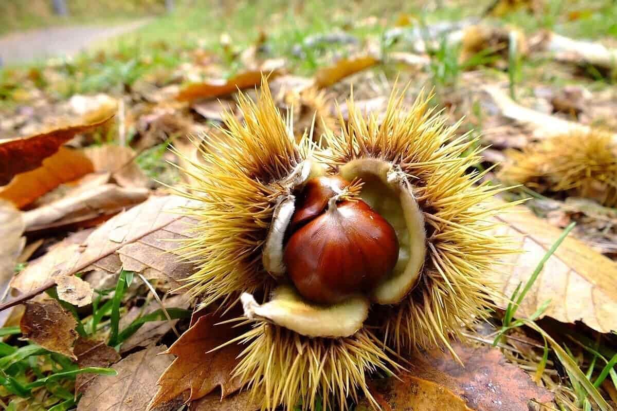 jene-stephaniuk-lkmGeyLItrw-unsplash-ls Riccio aperto per terra con castagne all'interno