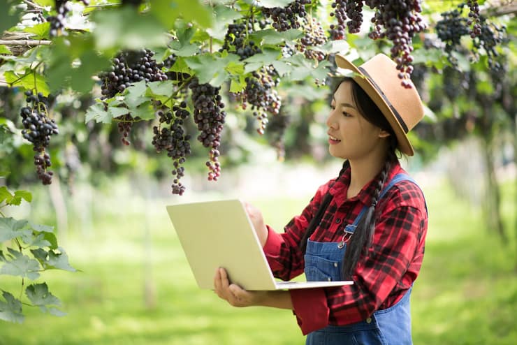 ragazza con un laptop che esamina i grappoli d'uva